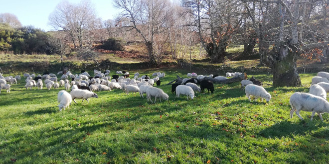 As ovellas de Xoán pastoreando unha zona de soutos centenarios