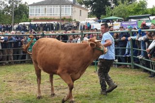 Media de 2320 euros por animal na poxa de xovencas de Rubia Galega na feira de Cervantes