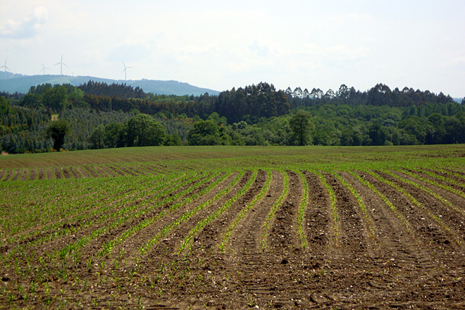 Labran unhas 140 hectáreas a millo, que rotan con raigrás