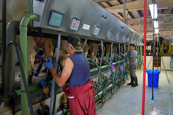 A granxa conta con 4 empregados, que se centran nas tarefas de muxido e a atención do gando