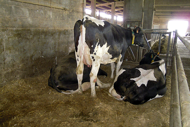 Separan as vacas dous días antes de secalas e cámbianlles a alimentación pola ración de secas
