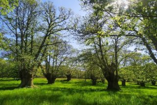 Expertos forestais analizarán a importancia de recuperar e crear novos soutos de castiñeiros en Galicia