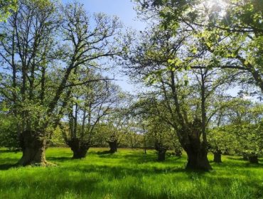 Expertos forestais analizarán a importancia de recuperar e crear novos soutos de castiñeiros en Galicia