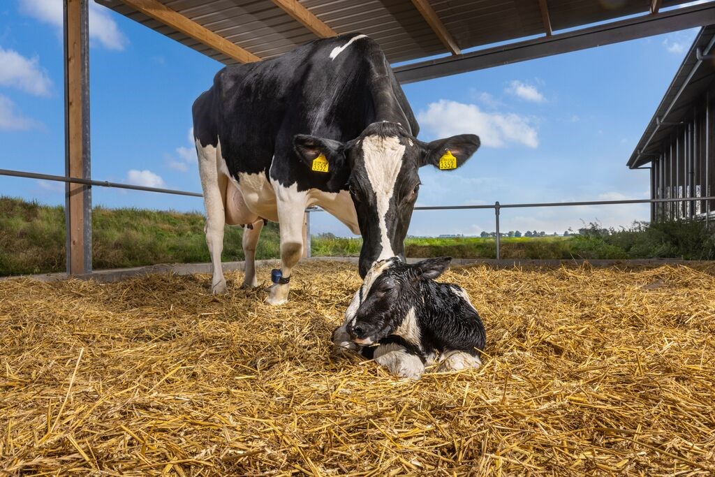 large-ruminants_prelacto_dairy_cow_-licking_-calf_in-barn_outside