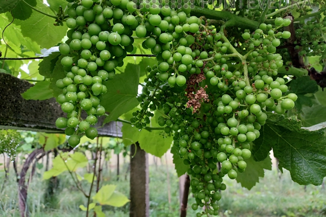 Recomiendan controlar la vegetación de las viñas y renovar los tratamientos frente al mildio