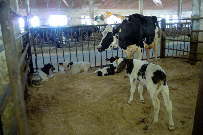 Las vacas cojas y las que están a tratamiento las usan para amamantar a los terneros azul belga
