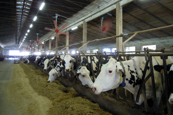Explotación láctea con 600 vacas en ordeño en Cremona, en la región italiana de Lombardía