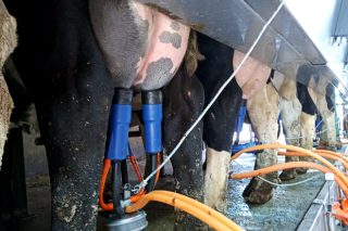 Baixan os prezos e a produción de leite en agosto, agás en Galicia
