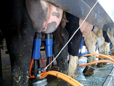 A produción de leite en Galicia sobe un 0,68% no que vai de ano mentres que en España baixa un 0,73%
