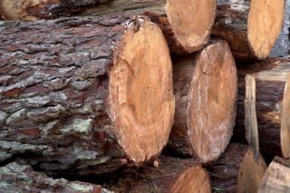 Webinar sobre como afecta ao sector forestal galego o regulamento de deforestación da Unión Europea