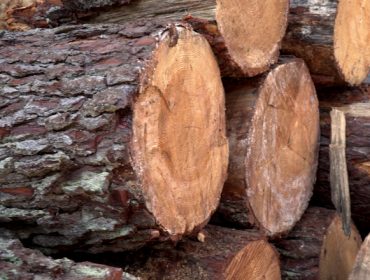 Webinar sobre como afecta ao sector forestal galego o regulamento de deforestación da Unión Europea