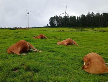 Inquedanza pola morte de 4 vacas por un raio ao pé dun parque eólico