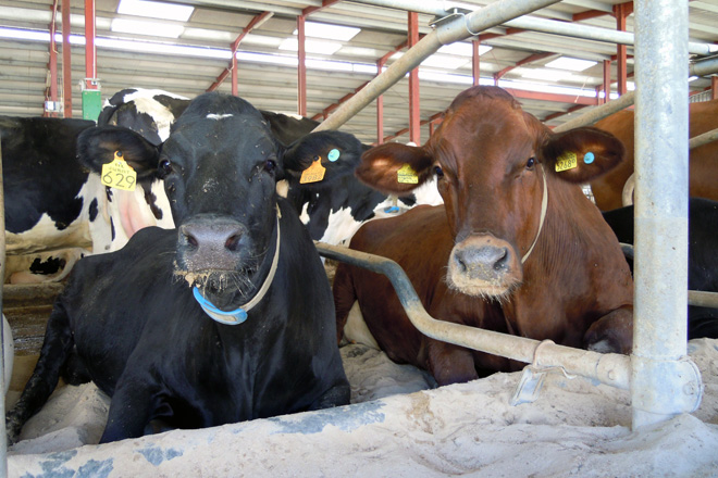 Algunhas das vacas importadas de Holanda en 2017