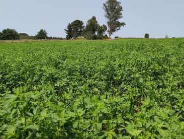 Claves sobre o cultivo de alfalfa en Galicia