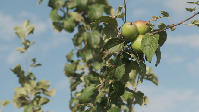 Los manzanos están en los primeros años de producción.