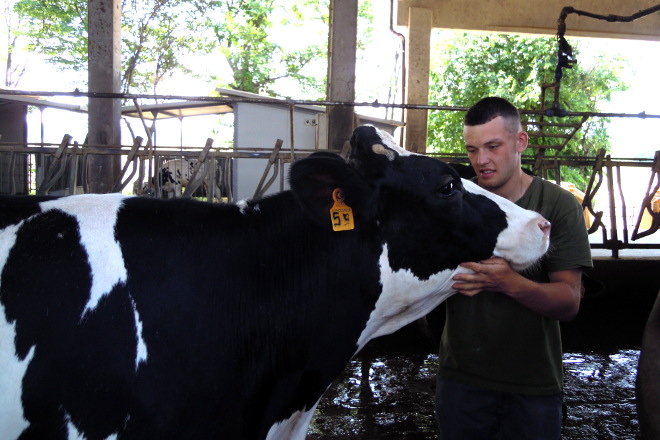 Manuel Sieira, con una de las vacas de uno de los dos lotes de producción 