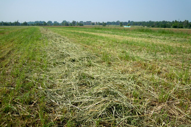 FENIL PRESTINI (Brescia, Lombardia) herba seca