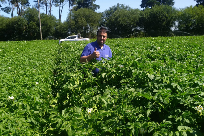 Javier destinou este ano 33 hectáreas ao cultivo de pataca