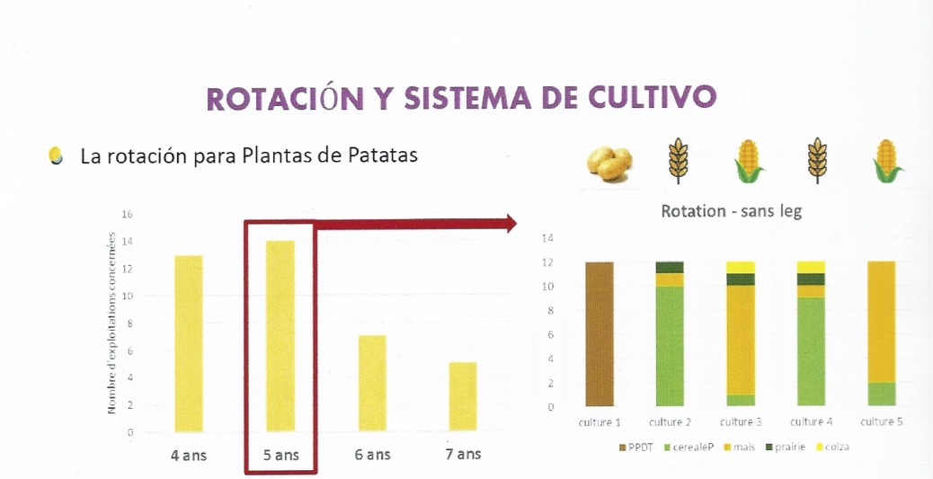 Rotación de 5 años con cultivo de pataca_ Bretagne Plants