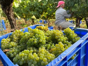 Conclúe a vendima máis abondosa da década en Galicia con máis de 75 millóns de kilos de uva recollidos