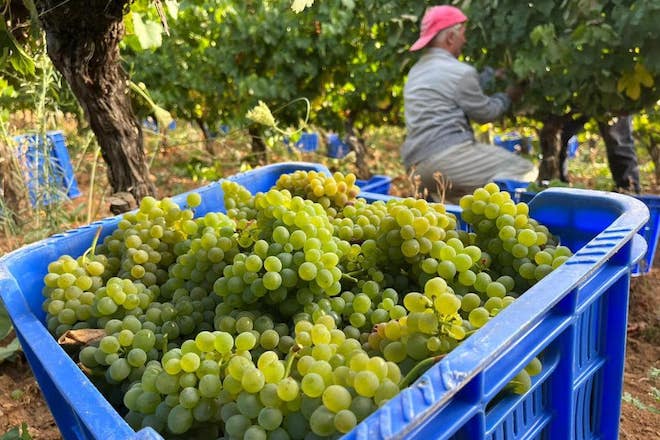 Concluye la vendimia más abundante de la década en Galicia con más de 75 millones de kilos de uva recogidos