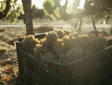 A D.O. Monterrei recolle case sete millóns de quilos de uva na vendima de 2023