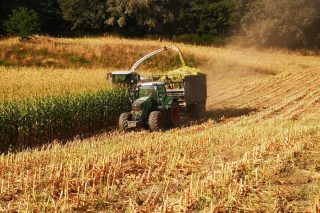 Comeza o ensilado do millo en Galicia e en Asturias xa empezaron hai máis dunha semana