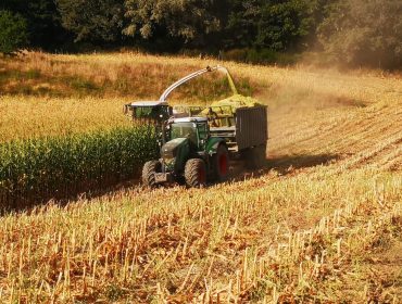Comeza o ensilado do millo en Galicia e en Asturias xa empezaron hai máis dunha semana
