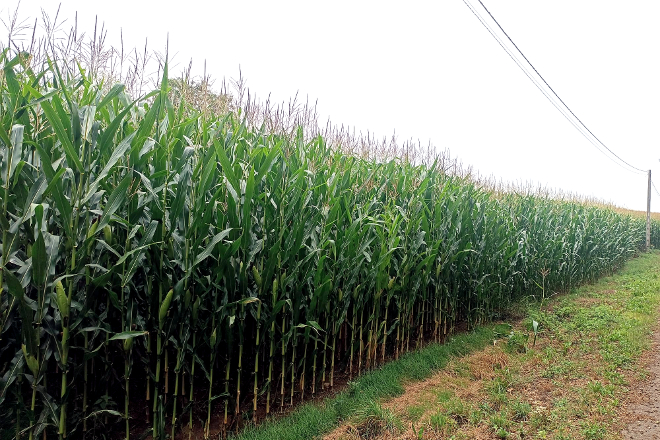 SAT Casa Carballo, en Pol, ten este ano un millo que supera os 4 metros de altura