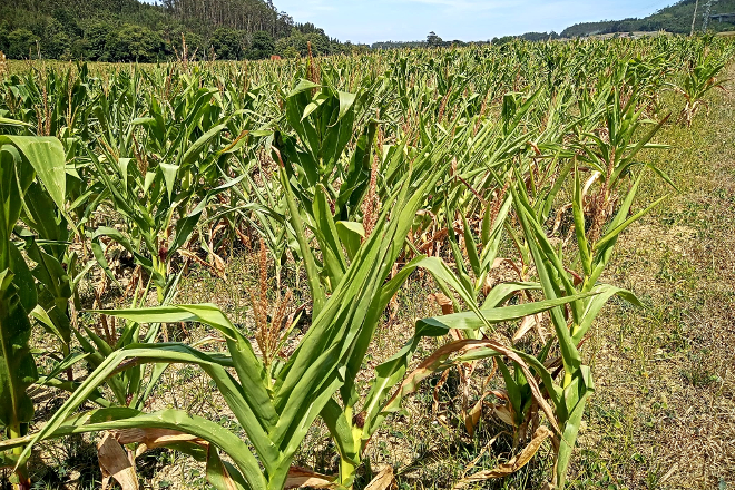 Parcela de millo en Barreiros, na comarca da Mariña, afectada pola seca