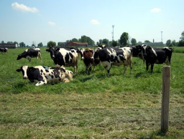 A UE calcula que a produción de leite manterase estable no 2024, con boa evolución do mercado