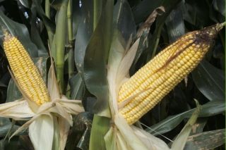As mellores variedades de millo para esta campaña: resultados dos ensaios de Mabegondo