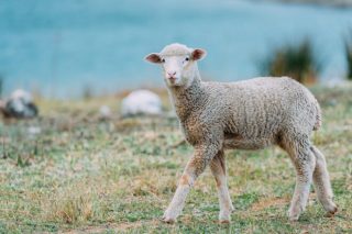 Gradiant consegue “excelentes resultados” coa aplicación da Intelixencia Artificial na mellora da fertilidade ovina