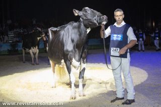 Llinde Ariel Jordan, a vaca máis laureada en concursos de raza frisoa con catro Gran Campionatos de Vacas
