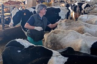 “A obriga de contar cun veterinario de explotación non vai supoñer ningún problema para as granxas que estean nunha ADSG”