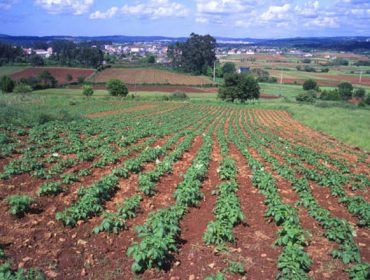 O Campus Terra pon en valor o cultivo de pataca en Galicia no LII Seminario de Técnicos e Especialistas en Horticultura