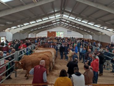 Media de 2700 euros por animal na poxa de Rubia Galega celebrada en Pedrafita