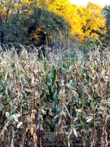 Efectos das xeadas da fin de semana no millo