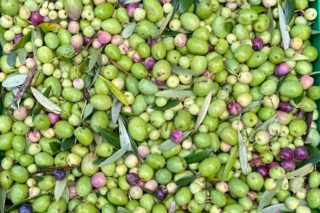 Aceites Abril espera recoller este ano uns 35.000 quilos de olivas para elaborar un aceite 100% galego
