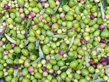 Aceites Abril espera recoller este ano uns 35.000 quilos de olivas para elaborar un aceite 100% galego