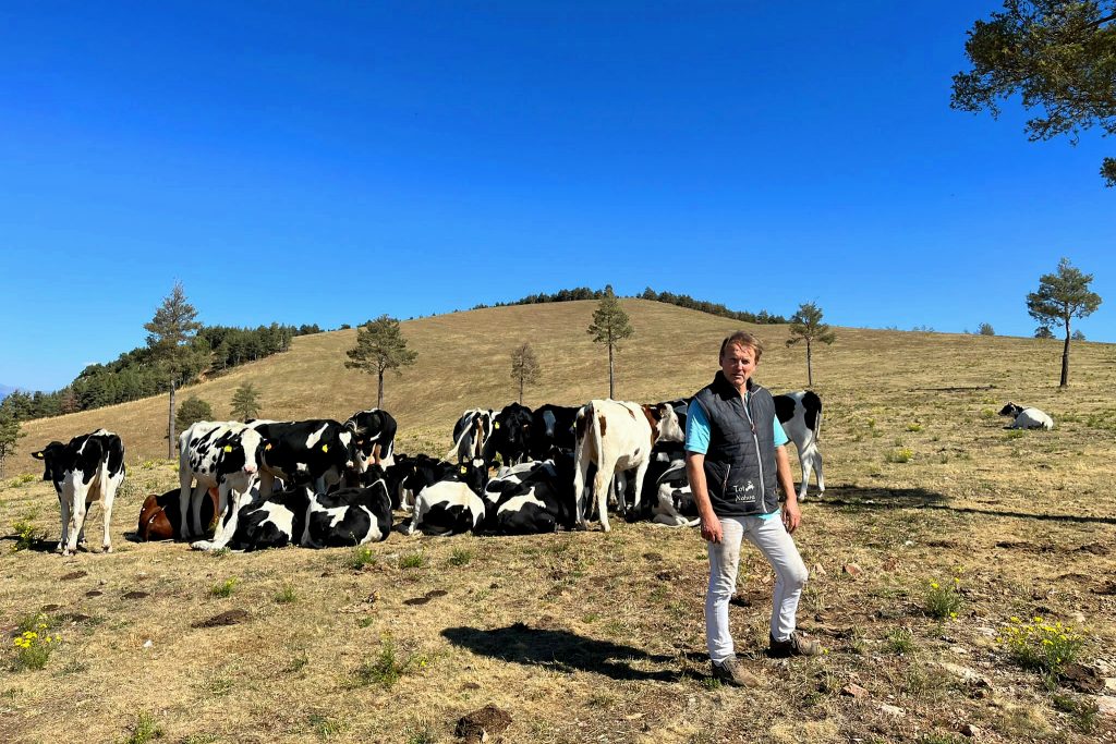 Joan Guitart, con sus vacas en Castellar del Tost, donde la sequía ha hecho mella este año en los pastos