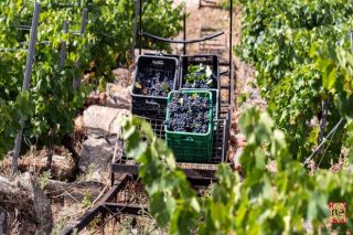 Bos datos da vendima na DO. Ribeira Sacra, con 6,45 millóns de kilos uva xa recollidos