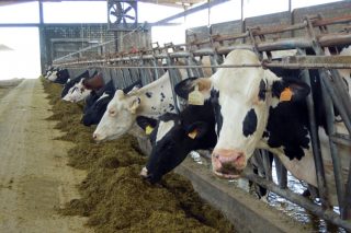 Os prezos do leite mantéñense ata marzo ante o medo aos efectos da EHE sobre a produción en 2024