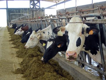 Os prezos do leite mantéñense ata marzo ante o medo aos efectos da EHE sobre a produción en 2024