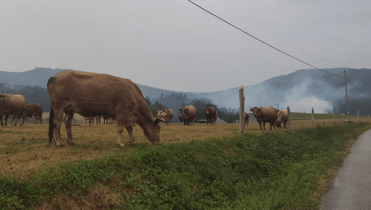 Vacas nun pasto da zona de Barreiros con lume de fondo (venres 13)-min