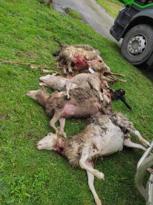 O último ataque do lobo causou baixas no rabaño de ovellas
