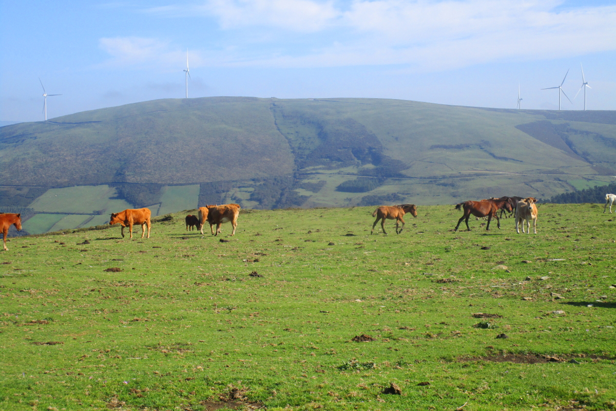 Vacas e cabalos do monte nos pastos do alto da serra