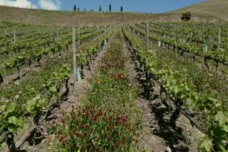 “Coas cubertas vexetais no viñedo tamén se buscan viños de máis calidade”