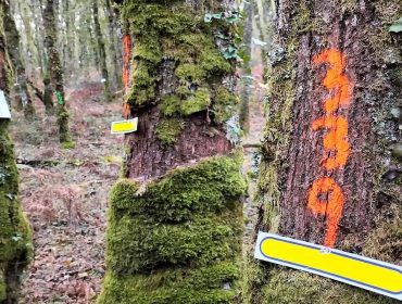 A Xunta convoca as primeiras axudas para mellorar os bosques de carballos e castiñeiros
