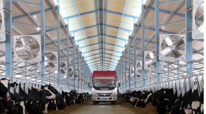 Una de las 26 granjas que Modern Dairy, cuyo accionista mayoritario es Mengniu, posee en China